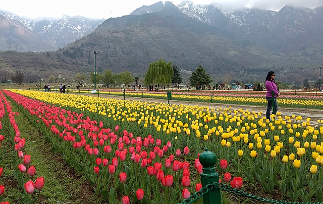 Tulip Garden